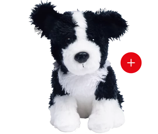 Le border collie